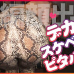 【中出し】 【顔面発射のザー汁を舐め回して飲む！】精子は飲み物？Hカップ！デカ尻ピタパン！挑発的な白ギャル参上！【チ○コを咥えながら這いつくばってお散歩フェラ】すごいギンギンになってきた。早くオチン○ン挿れたい！【上下に杭打ち！グリグリ擦り付けるグラインド】… 『高画質』